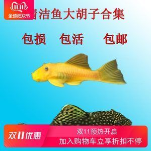 觀賞魚能不能混養(yǎng)河魚（混養(yǎng)觀賞魚和河魚混養(yǎng)的傳統(tǒng)和現(xiàn)代趨勢可行嗎） 暹羅巨鯉 第4張