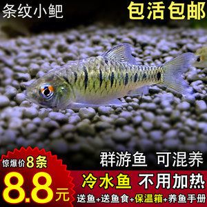 觀賞魚能不能混養(yǎng)河魚（混養(yǎng)觀賞魚和河魚混養(yǎng)的傳統(tǒng)和現(xiàn)代趨勢(shì)可行嗎）