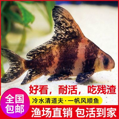 觀賞魚浮頭（觀賞魚浮頭可以幫助我們更好地理解魚的生存策略） 羅漢魚 第2張