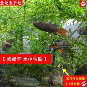 觀賞魚浮頭（觀賞魚浮頭可以幫助我們更好地理解魚的生存策略） 羅漢魚 第1張