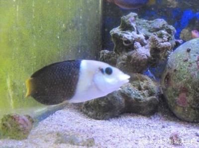 紅古海石灣迪樂水族館（蘭州紅古海石灣迪樂水族館） 全國觀賞魚市場