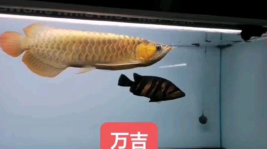 萬(wàn)吉（老式頭版、懷舊,mikechan評(píng)論：越來(lái)越靚） 觀賞魚論壇