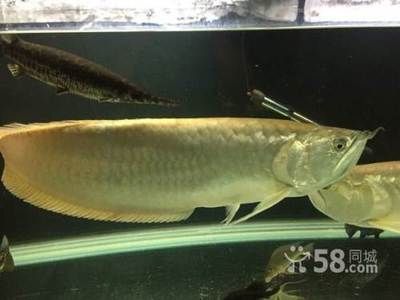 20多厘米的龍魚半年長多少（20多厘米的龍魚在半年內(nèi)增長長度有一定的變化范圍） 龍魚百科 第3張