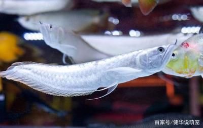 80的魚缸銀龍魚能長多大（800厘米的魚缸能養(yǎng)銀龍魚嗎）