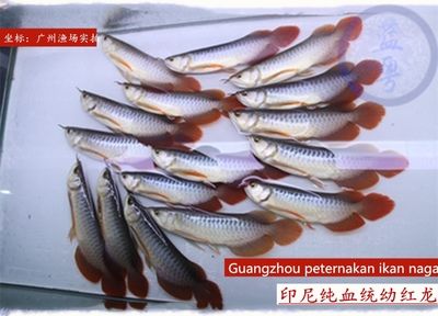 純血龍魚價格走勢分析最新（純血龍魚價格走勢分析） 龍魚百科 第3張