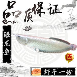 白子銀龍魚（白子銀龍魚與銀龍魚的主要區(qū)別） 龍魚百科 第3張