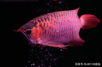 紅龍魚(yú)種類（紅龍魚(yú)品種分類介紹紅龍魚(yú)有什么品種怎么區(qū)分）