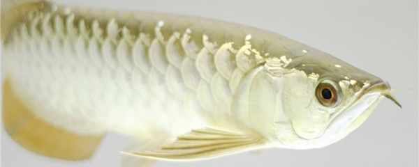 黃化銀龍和金龍魚(yú)混養(yǎng)好嗎（金龍魚(yú)和銀龍魚(yú)可以混養(yǎng)嗎）