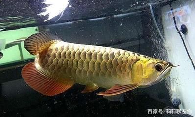 家里養(yǎng)龍魚風水（養(yǎng)龍魚有什么風水講究？）