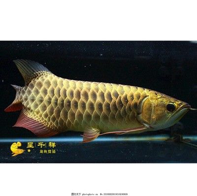 20厘米金龍魚珠鱗多大開始亮（關(guān)于金龍魚的珠鱗開始亮的尺寸與成長(zhǎng)階段有關(guān)的信息） 龍魚百科 第2張