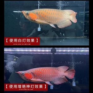 紅龍魚怎么選擇燈（養(yǎng)紅龍魚用什么燈發(fā)色好） 龍魚百科 第1張