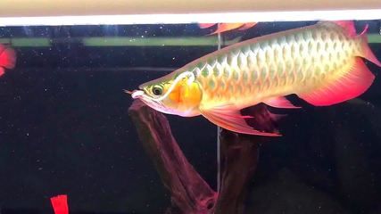 動物金龍魚（金龍魚屬于野生保護(hù)動物嗎） 龍魚百科 第3張