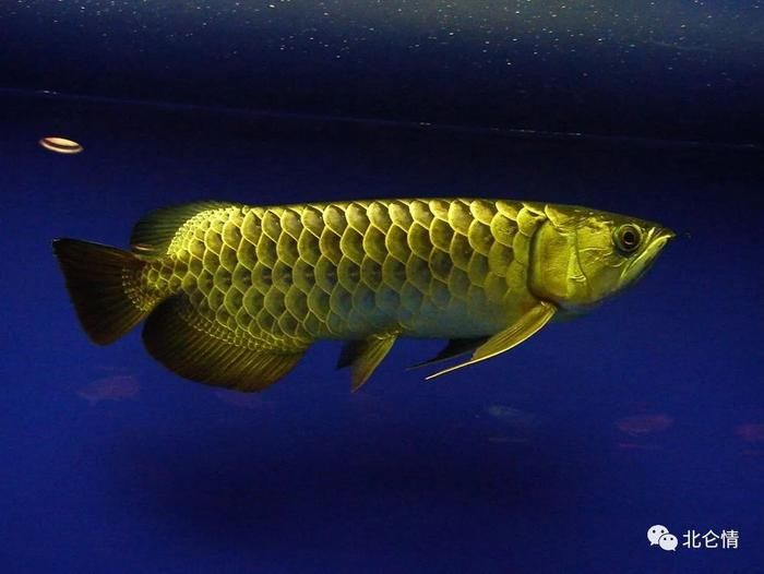 動物金龍魚（金龍魚屬于野生保護(hù)動物嗎） 龍魚百科 第2張