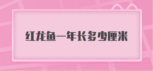 紅龍魚一年長(zhǎng)多少（紅龍魚一年能長(zhǎng)多大）