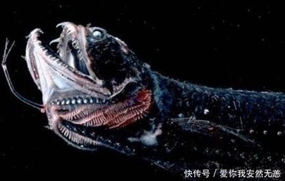 被龍魚咬一口（被龍魚咬傷了怎么辦） 龍魚百科 第3張