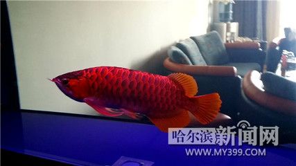 紅龍魚怎樣養(yǎng)能讓背平鰭翹？（紅龍魚怎么養(yǎng)紅龍魚四個步驟輕松學會紅龍魚的養(yǎng)法） 龍魚百科 第2張