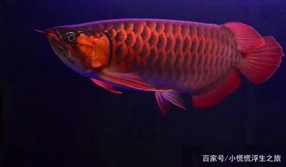 500萬(wàn)龍魚（世界上最貴的魚是什么魚紅龍魚價(jià)格高達(dá)500萬(wàn)）