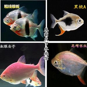 白子銀板魚和龍魚混養(yǎng)（白子銀板魚與龍魚混養(yǎng)時(shí)需要注意以下幾點(diǎn)：物種,體長(zhǎng),） 龍魚百科 第2張