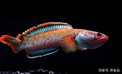 便宜龍魚(yú)（龍魚(yú)多少錢一只龍魚(yú)最便宜能買多少錢如何選買龍魚(yú)）