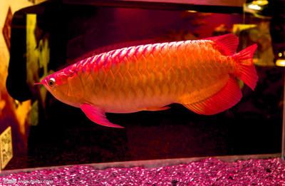 紅龍魚英文名怎么讀（紅龍魚的英文名為redarowana,redarowana） 龍魚百科 第2張