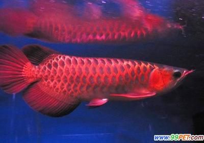 紅龍魚英文名怎么讀（紅龍魚的英文名為redarowana,redarowana） 龍魚百科 第1張