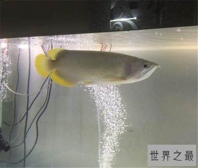 白金龍魚和金龍魚誰貴（白金龍魚和金龍魚哪個品種最貴白金龍魚什么品種最貴）