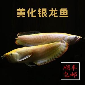 白子銀龍魚和黃化銀龍魚區(qū)別大嗎（白子銀龍魚與黃化銀龍魚的區(qū)別） 龍魚百科 第2張