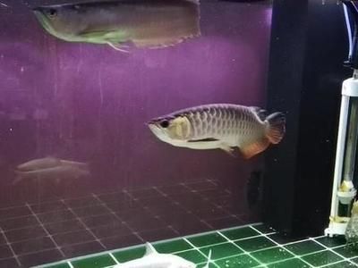 白子招財龍魚價格（白子招財龍魚價格-最新白招財魚價格、批發(fā)報價、價格大全）