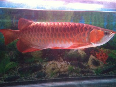 40公分龍魚多少錢（30-40cm長銀龍魚價(jià)格多少一條？）