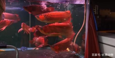 紅龍魚(yú)一天吃多少粒合適（關(guān)于紅龍魚(yú)一天吃多少合適的具體分析紅龍魚(yú)一天吃多少合適）