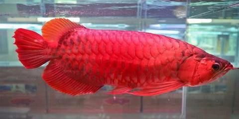 紅龍魚(yú)一天吃多少粒合適（關(guān)于紅龍魚(yú)一天吃多少合適的具體分析紅龍魚(yú)一天吃多少合適）