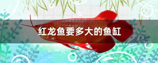 紅龍魚長到多大能變成紅色（紅龍魚發(fā)色的過程）