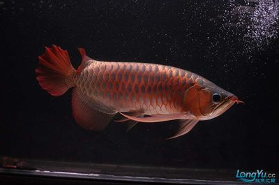 55寬養(yǎng)紅龍魚（55cm的魚缸寬度可以養(yǎng)紅龍魚嗎）