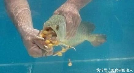 剛買的龍魚不吃東西怎么回事兒呀（剛買的龍魚不吃東西怎么辦？）