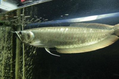 成年銀龍魚多久喂一次食物好（成年銀龍魚多久喂一次食物喂一次最合理-哲學(xué)）