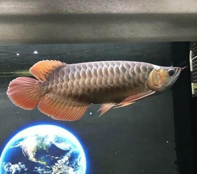 短身龍魚(yú)怎么造成的（為什么短身龍魚(yú)那么貴？）