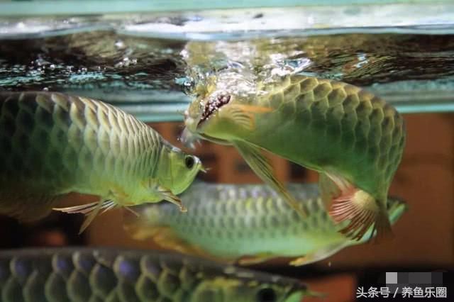 草金喂龍魚需要注意什么（將草金魚作為食物喂給龍魚時需要注意什么）