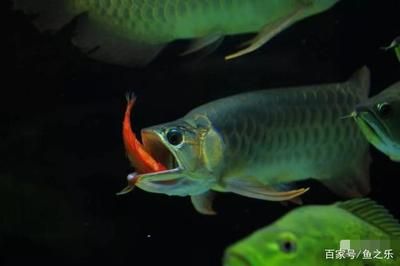 草金喂龍魚需要注意什么（將草金魚作為食物喂給龍魚時需要注意什么）