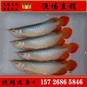 紅龍魚魚苗批發(fā)廠家電話地址（紅龍魚魚苗批發(fā)廠家） 龍魚百科 第2張