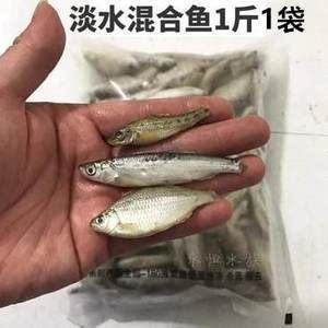 剛買來的龍魚幾天可以喂飼料（剛買來的龍魚需要適應(yīng)環(huán)境一段時間后才能開始喂食） 龍魚百科 第1張