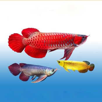 紅龍魚與金龍魚（紅龍魚和金龍魚在體型、原產(chǎn)地和飼養(yǎng)要點(diǎn)等方面都存在明顯的區(qū)別） 龍魚百科 第3張