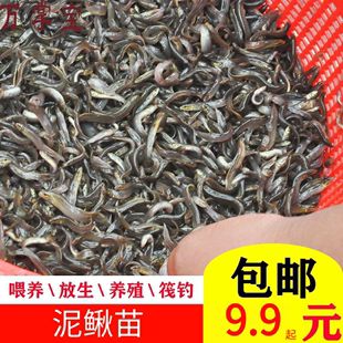 20厘米龍魚喂多少飼料合適（20厘米左右的龍魚喂什么比較合適）