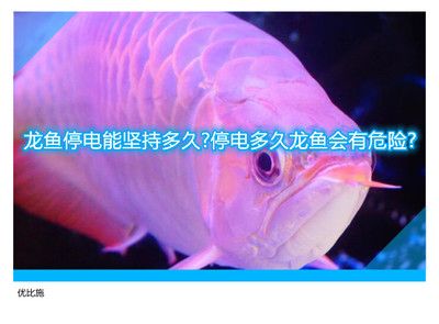 家里養(yǎng)龍魚停電了怎么辦？（養(yǎng)龍魚家里停電怎么辦） 龍魚百科 第2張