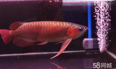 50厘米的龍魚喂食時間是多少（50厘米的龍魚可以在每天上午9點和下午的3點進行喂食） 龍魚百科 第3張