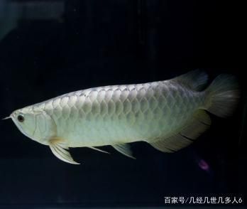 白色銀龍魚怎么養(yǎng)活的（白色銀龍魚的飼養(yǎng)方法是什么銀龍魚怎么養(yǎng)及喂養(yǎng)技巧） 龍魚百科 第2張