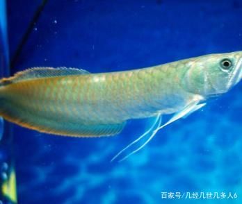 白色銀龍魚怎么養(yǎng)活的（白色銀龍魚的飼養(yǎng)方法是什么銀龍魚怎么養(yǎng)及喂養(yǎng)技巧） 龍魚百科 第3張