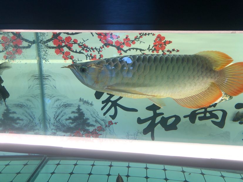 白缸飼養(yǎng)記圖片記錄（天涯魚客mr.cai評(píng)論：規(guī)律換水喂食） 觀賞魚論壇 第2張