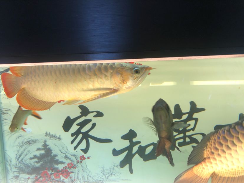 白缸飼養(yǎng)記圖片記錄（天涯魚客mr.cai評(píng)論：規(guī)律換水喂食） 觀賞魚論壇 第6張