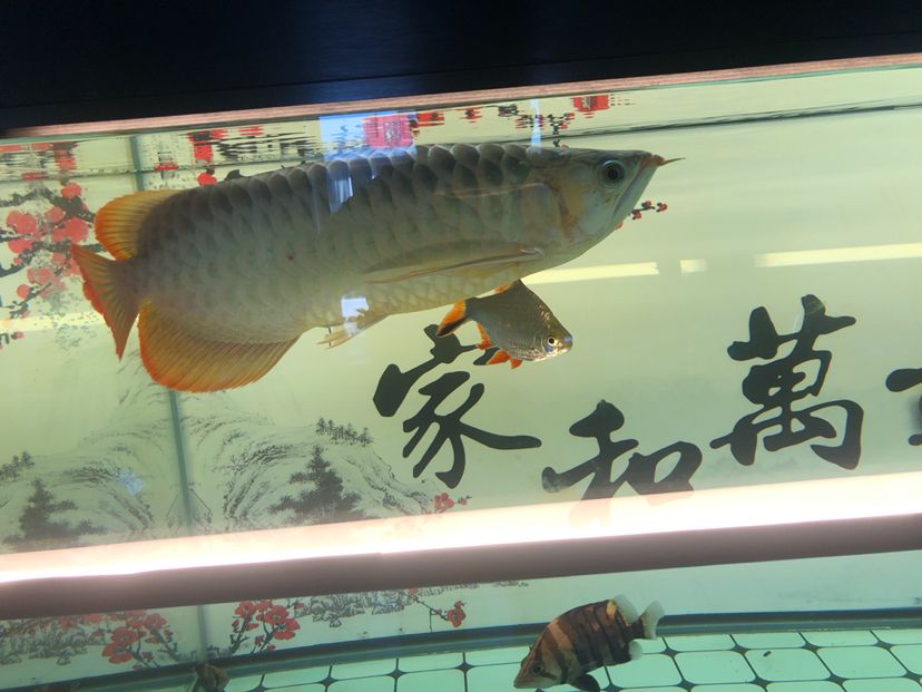 白缸飼養(yǎng)記圖片記錄（天涯魚客mr.cai評(píng)論：規(guī)律換水喂食） 觀賞魚論壇 第8張