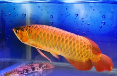 20cm金龍魚(yú)一天喂幾次最好（20厘米大小的金龍魚(yú)一天喂多少量生活小竅門）